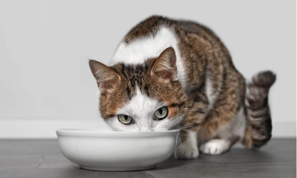 ciotole per cibo per gatti