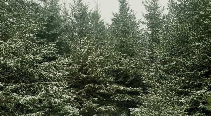 Abete balsamico nella neve invernale.