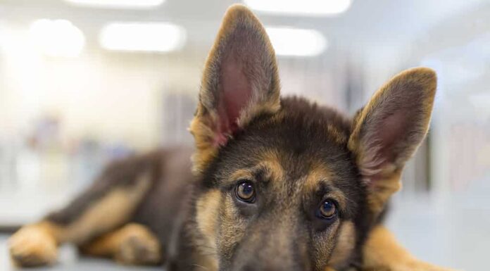 Giovane cucciolo di pastore tedesco sdraiato guardando la telecamera
