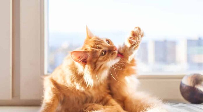 Il simpatico gatto rosso si piace sul davanzale della finestra.  L'animale domestico birichino sta pulendo la sua pelliccia.