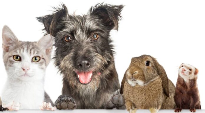 Gatto, cane, coniglio e furetto su sfondo bianco