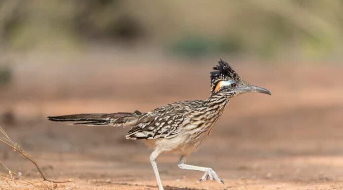 Maggiore Roadrunner nel deserto del Texas