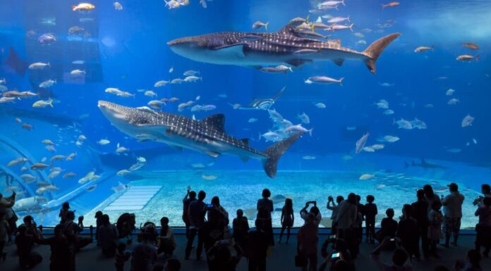 Perché gli squali non mangiano altri pesci negli acquari?
