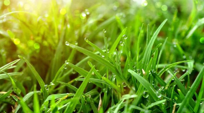 Erba di Dewey St. Augustine al sole del primo mattino