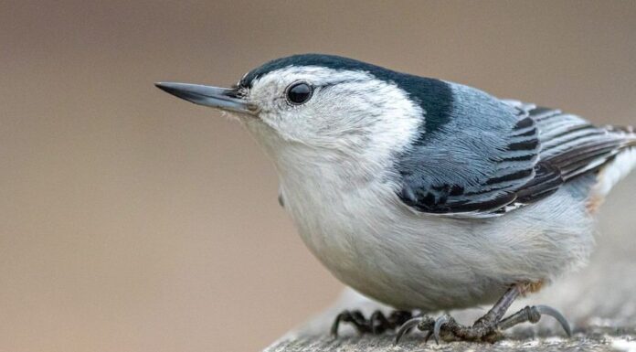 Primo piano di un picchio muratore dal petto bianco