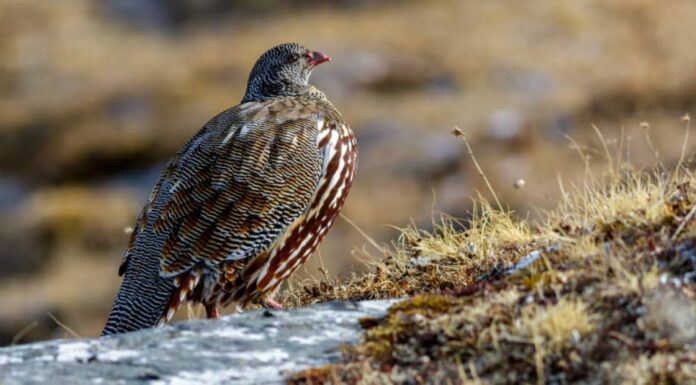 12 animali del Natale da tutto il mondo - pernice