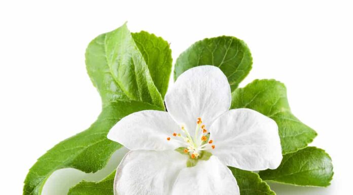 Fiore di Apple Blossom su sfondo bianco