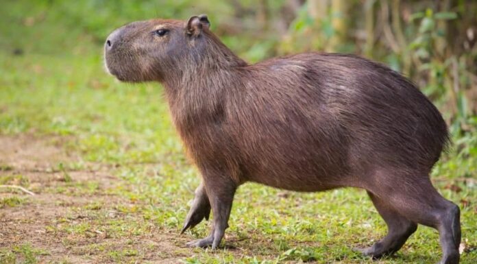 i 10 migliori animali domestici non tradizionali - Capibara