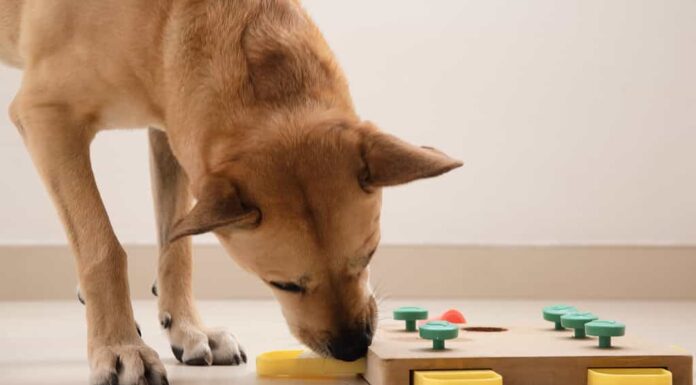 Il cane intelligente cerca deliziose prelibatezze secche nel gioco intellettuale e le mangia, da vicino.  Gioco intellettuale per cani.  e addestramento al lavoro con il naso con gli animali domestici.  allenamento con giochi cerebrali per cani
