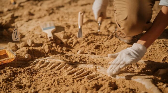 Ritratto di bellissimo paleontologo che pulisce lo scheletro di dinosauro tirannosauro con spazzole.  Gli archeologi scoprono resti fossili di nuove specie di predatori.  Sito di scavo di scavi archeologici