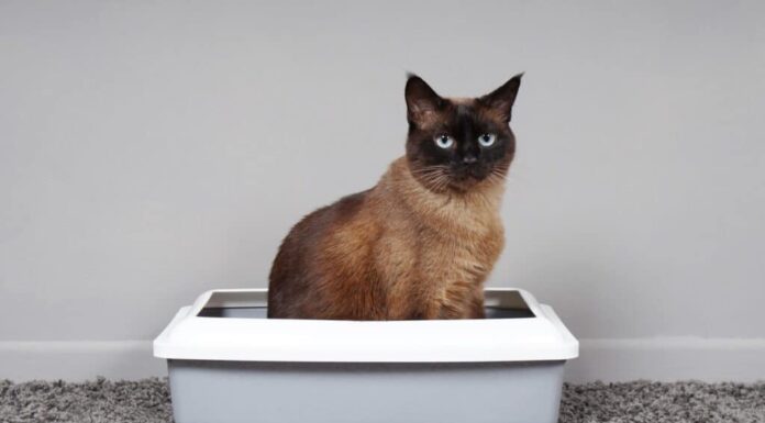 lettiere per il controllo degli odori