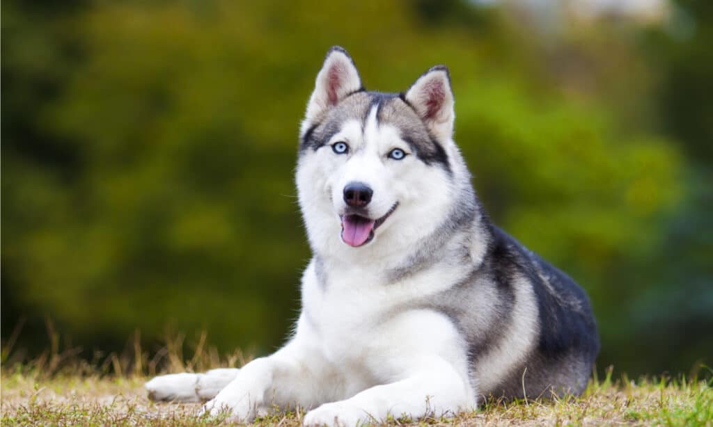 Siberian Husky: il gusto della guida selvaggia