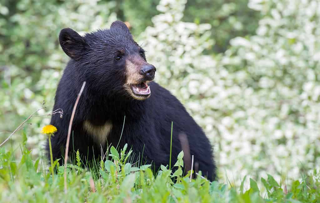 Orso nero - Animali pericolosi nel West Virginia