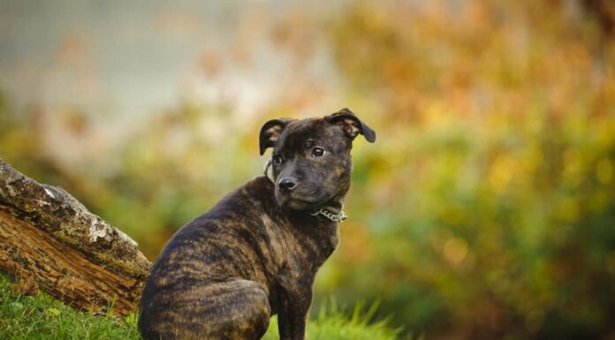 Uno staffordshire bull terrier tigrato seduto su una collina
