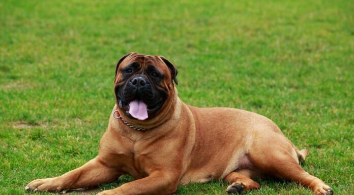 Bullmastiff sdraiato con la lingua fuori