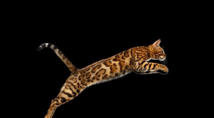 Adorabile gatto bengala che salta su sfondo nero isolato