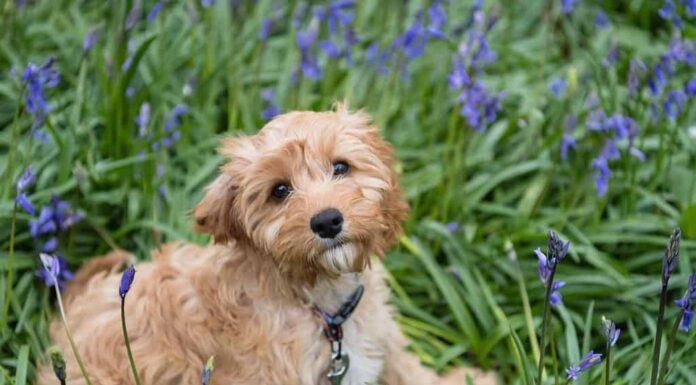 Un primo piano di un cucciolo di cavapoo seduto sull'erba con bellissimi fiori e guardando nell'obiettivo