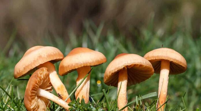 funghi ad anello fatato