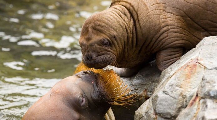 leone marino contro tricheco
