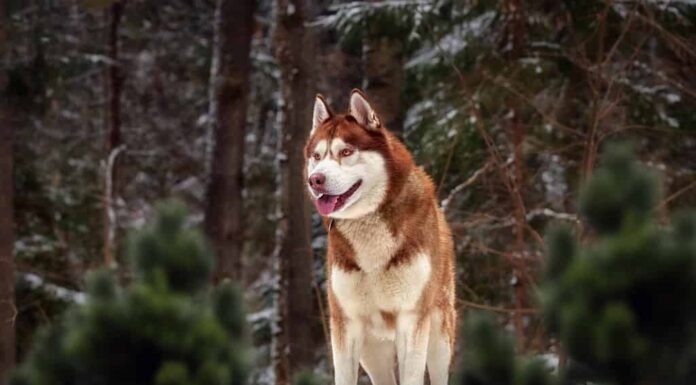 Carino bellissimo cane husky rosso nel paesaggio forestale di una foresta invernale di conifere.