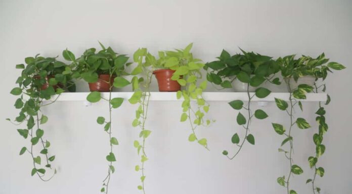 Una fila di piante di pothos su uno scaffale