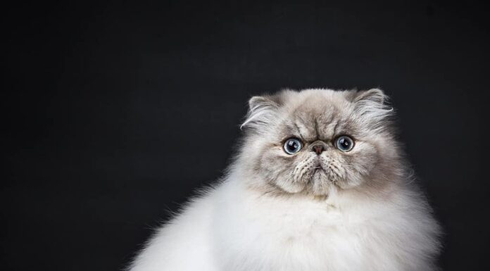 Gatto persiano Tabby Point seduto di lato su sfondo nero che guarda l'obbiettivo