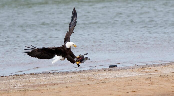 Un'aquila calva adulta cattura una folaga americana in un lago