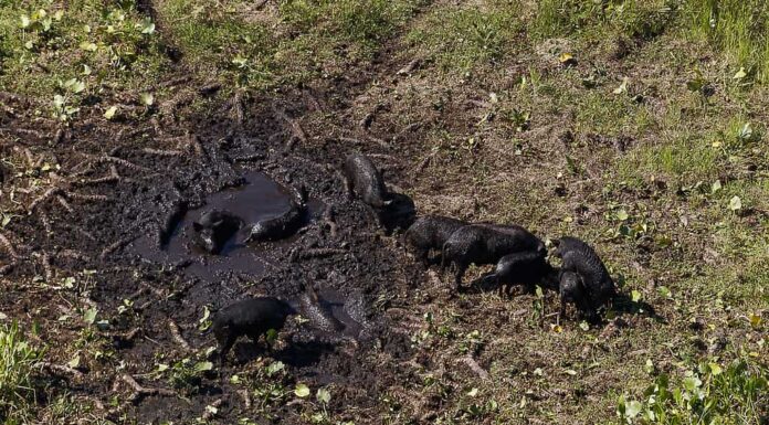 Maiali selvatici che si rotolano nel fango