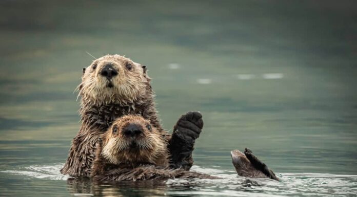 fatti incredibili sulla lontra marina