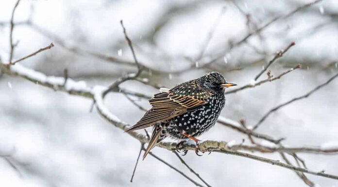 Storno europeo un singolo uccello appollaiato seduto sul ramo nudo di un albero durante il primo piano della neve invernale in Virginia isolato con motivo piumaggio