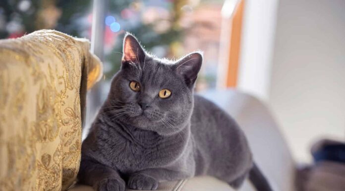 Gatto certosino che si rilassa su un divano.  Bellissimi occhi dorati di Chartreux.  Gatto grigio.  Gatto francese.