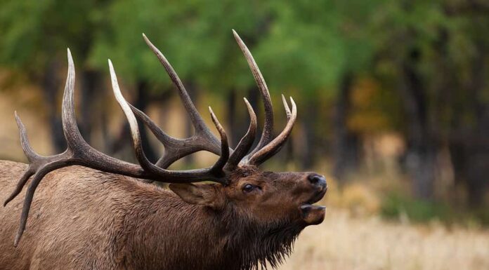 Un maestoso alce in piedi nel mezzo di un prato erboso.