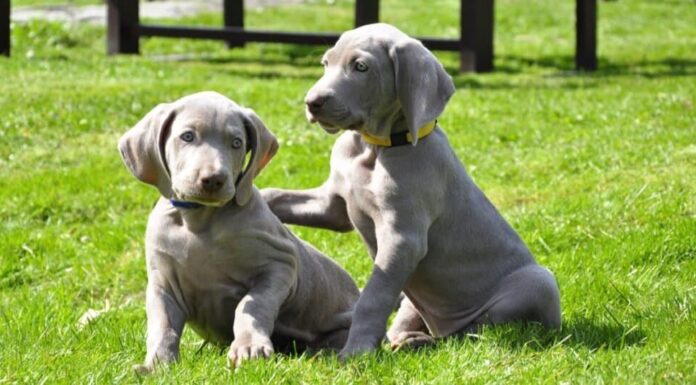 Bellissimi giovani cuccioli Weimaraner che giocano nell'erba.