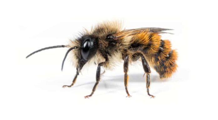 Tutto ciò di cui hai bisogno per iniziare ad allevare le api nel tuo giardino
