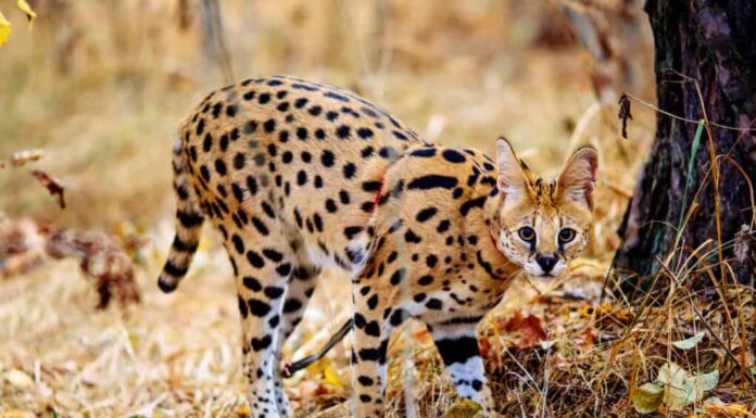 Gatto serval