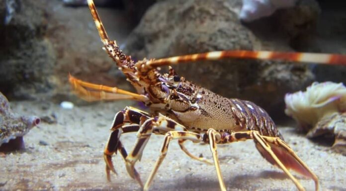 Paura degli animali: ostraconofobia