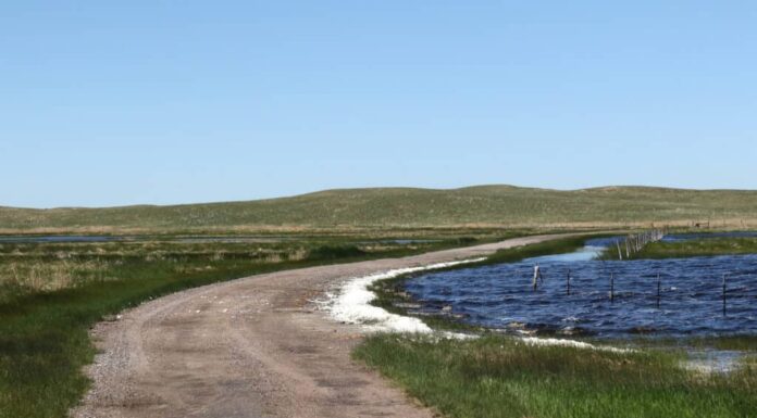 I 6 migliori posti per il birdwatching del Nebraska quest'estate