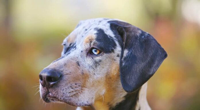 Segugio leopardo americano