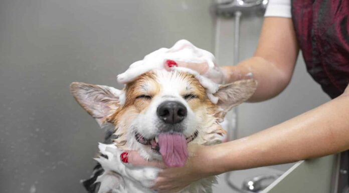 Divertente ritratto di un cane gallese corgi pembroke che fa la doccia con shampoo.  Cane che fa un bagno di bolle nel salone di toelettatura.
