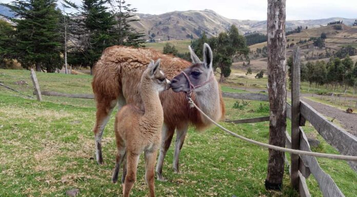 Madre e bambino Llama, provincia di Cotopaxi, Ecuador