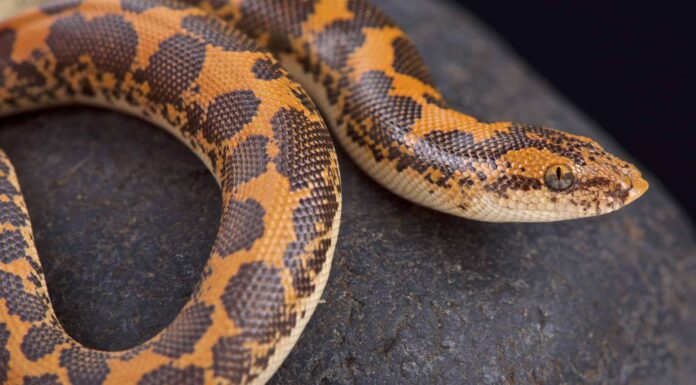 boa di sabbia keniano