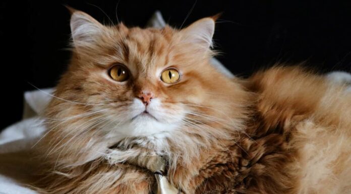 Royal Canin, cibo per gatti con supporto renale