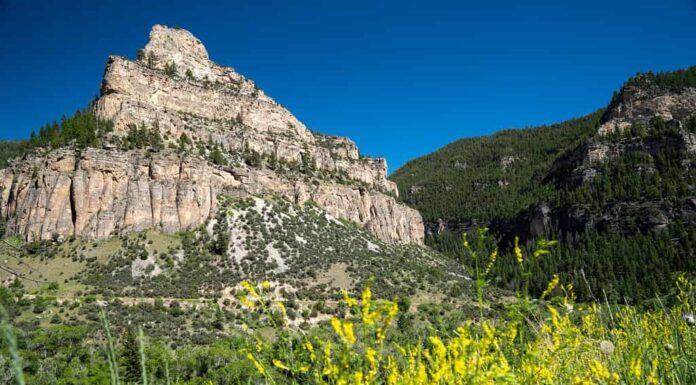 Il colorato e lussureggiante Tensleep Canyon lungo la Cloud Peak Skyway (US Highway 16) nella foresta nazionale del Bighorn del Wyoming in estate