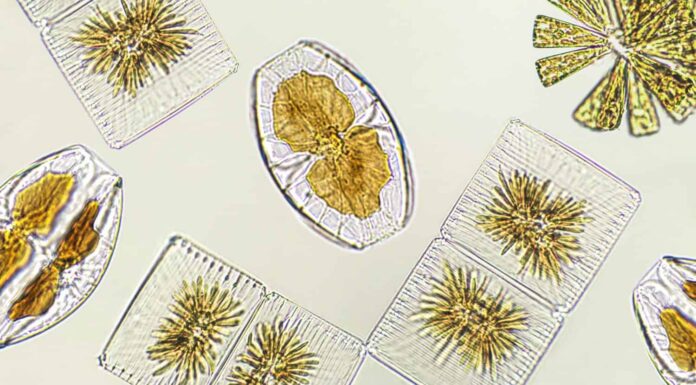 Diatomee, alghe viste al microscopio, fitoplancton, fossili, silice, alghe gialle dorate