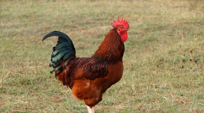 Rhode Island Red sui campi in erba