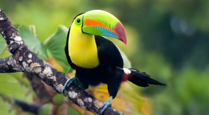 Fantastici tipi di uccelli