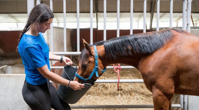 Vista laterale della femmina che alimenta il cavallo baio dal secchio mentre si trova vicino alla stalla con recinzione metallica e fieno nel fienile