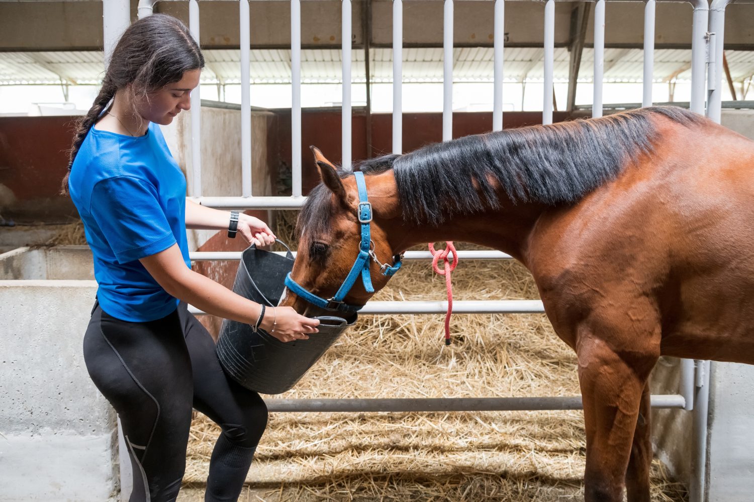 Vista laterale della femmina che alimenta il cavallo baio dal secchio mentre si trova vicino alla stalla con recinzione metallica e fieno nel fienile