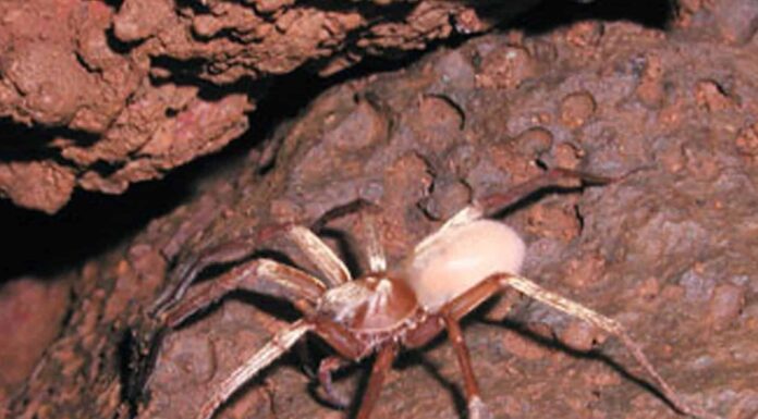 Ragno lupo delle caverne di Kaua'i