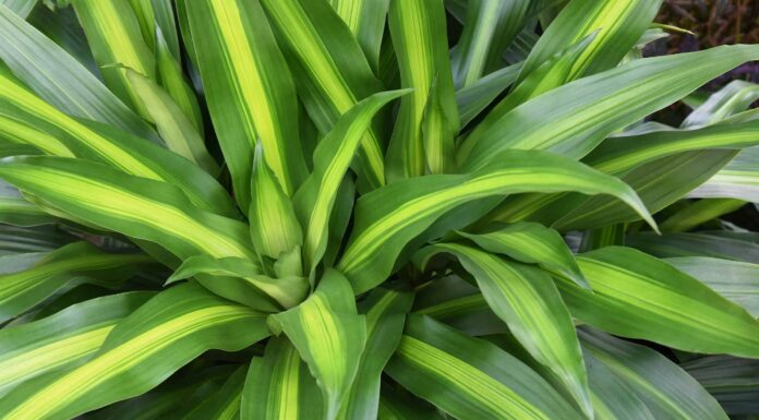 8 fantastiche piante d'appartamento che puliscono e purificano l'aria interna
